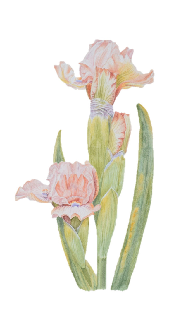 Iris Pumila - La Ballet