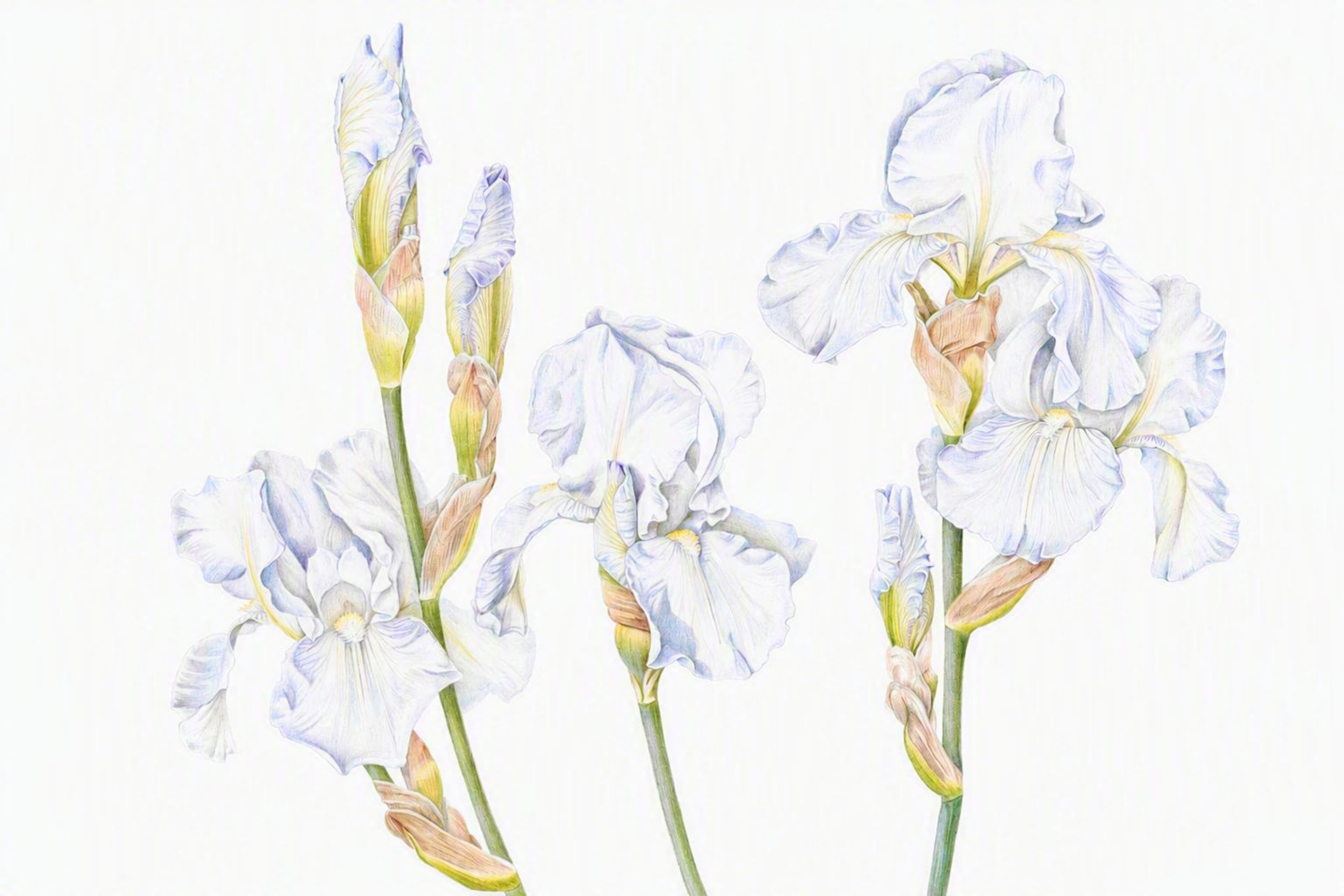 Irissen in de tuin