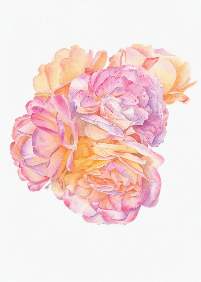 Rosa Lampion