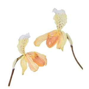 Botanische tekeningen met kleurpotlood