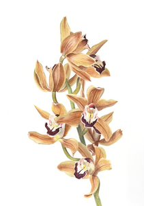 Botanische aquarellen