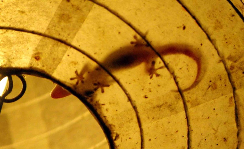 Licht, Kleur en Contrast