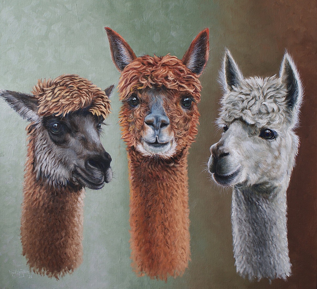 Alpaca's