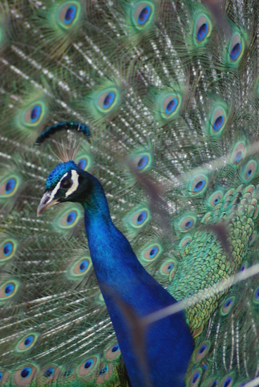 Peacock