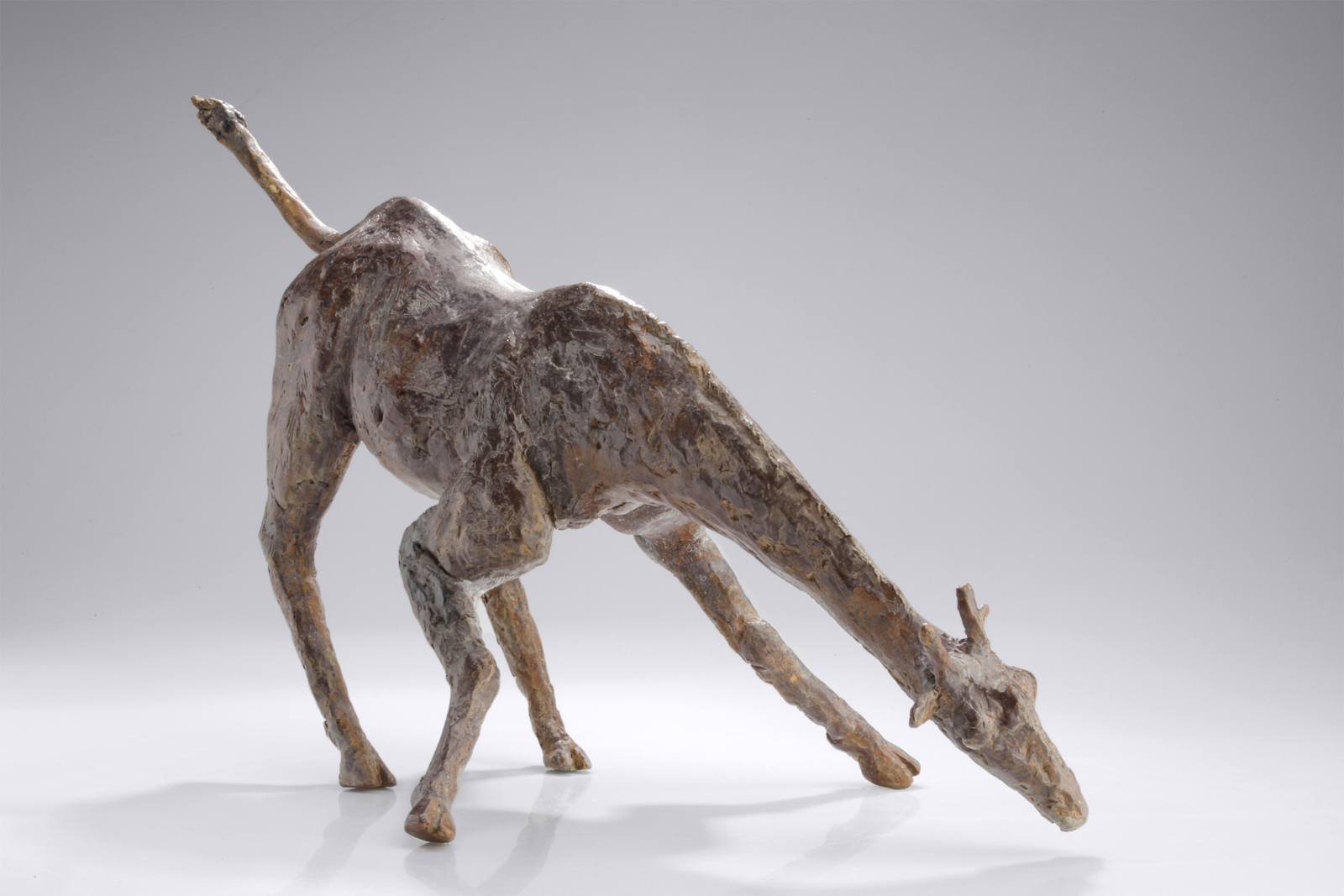 Drinkende Giraffe
