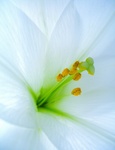 Foto's van bloemen in close-up