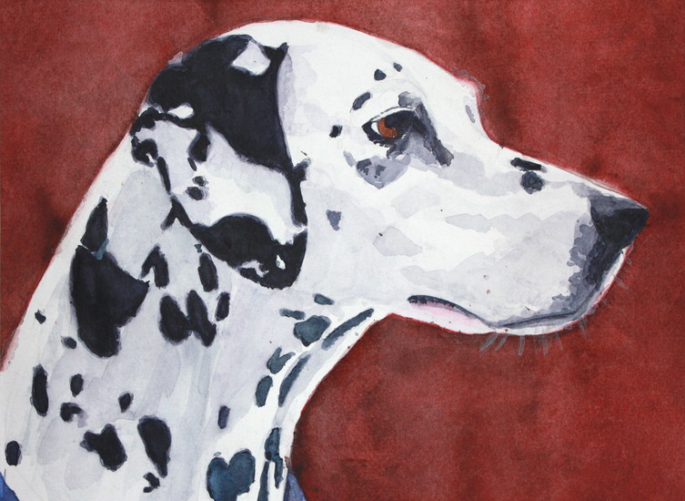dalmatian, Sammy