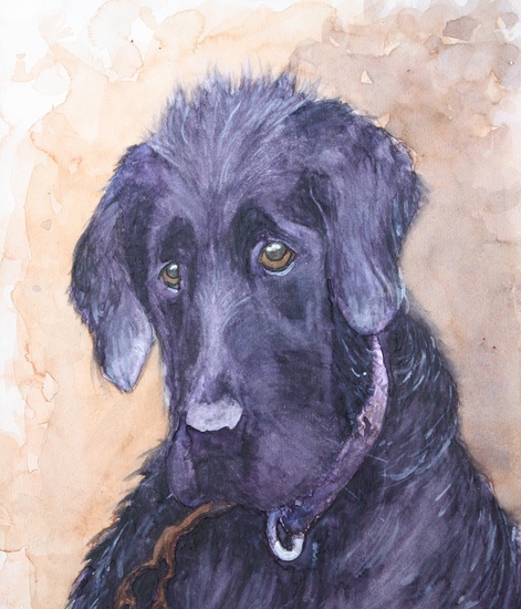 flatcoated retriever, Flow