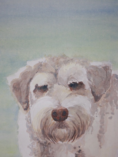 mix breed schapendoes, hajo