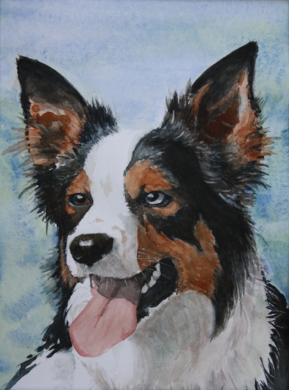 bordercollie, Maggie