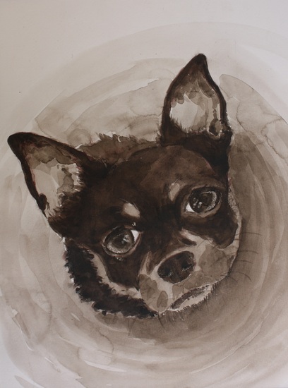 chihuahua, Suki in sepia
