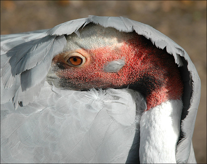 Crane