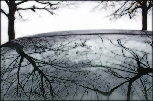 Tree-reflections # 01
