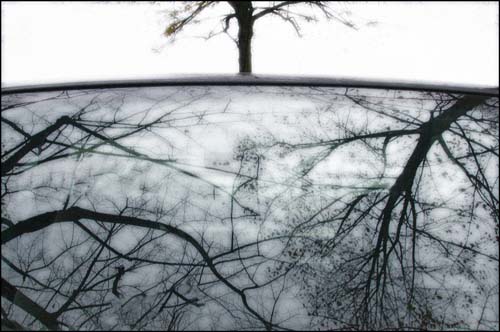 Tree-reflections # 02