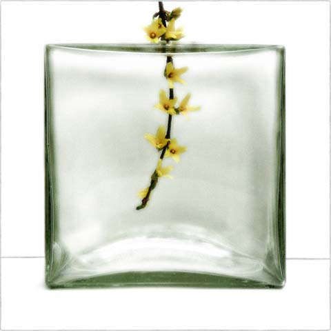 Forsytia