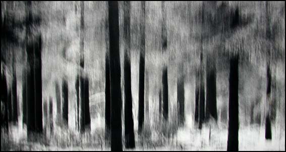 'Moving ' trees