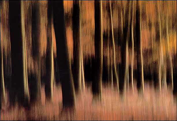 'Moving' trees, colour
