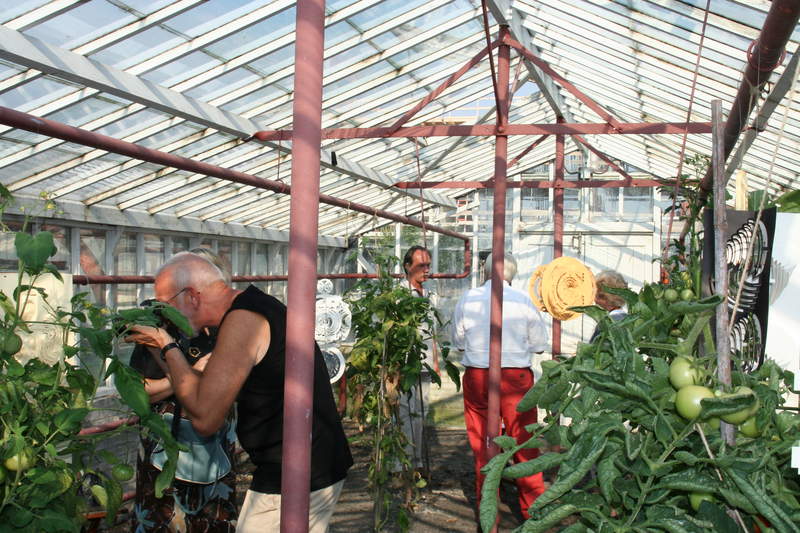 Greenhouse with tomatoes 4