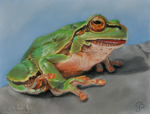 Softpastel leent zich perfect voor portretten van dieren en mensen en vele andere voorwerpen.