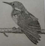 etsen flora en fauna