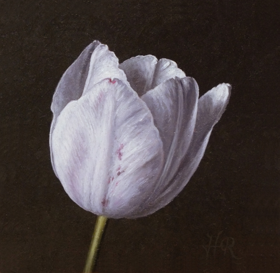 Tulpenportret 5