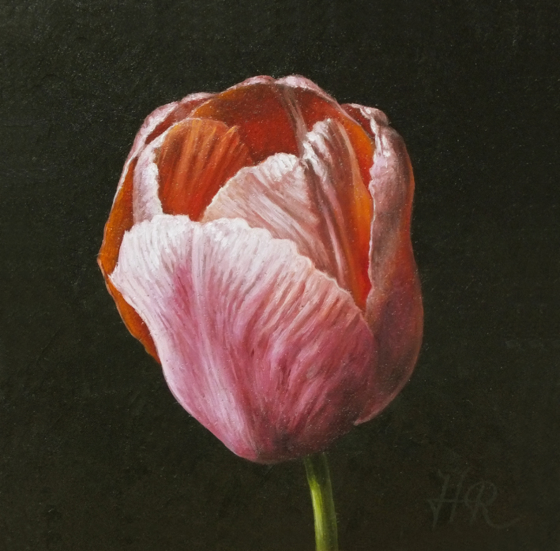 Tulpenportret 6