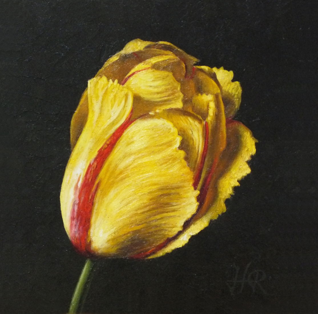 Tulpenportret 7