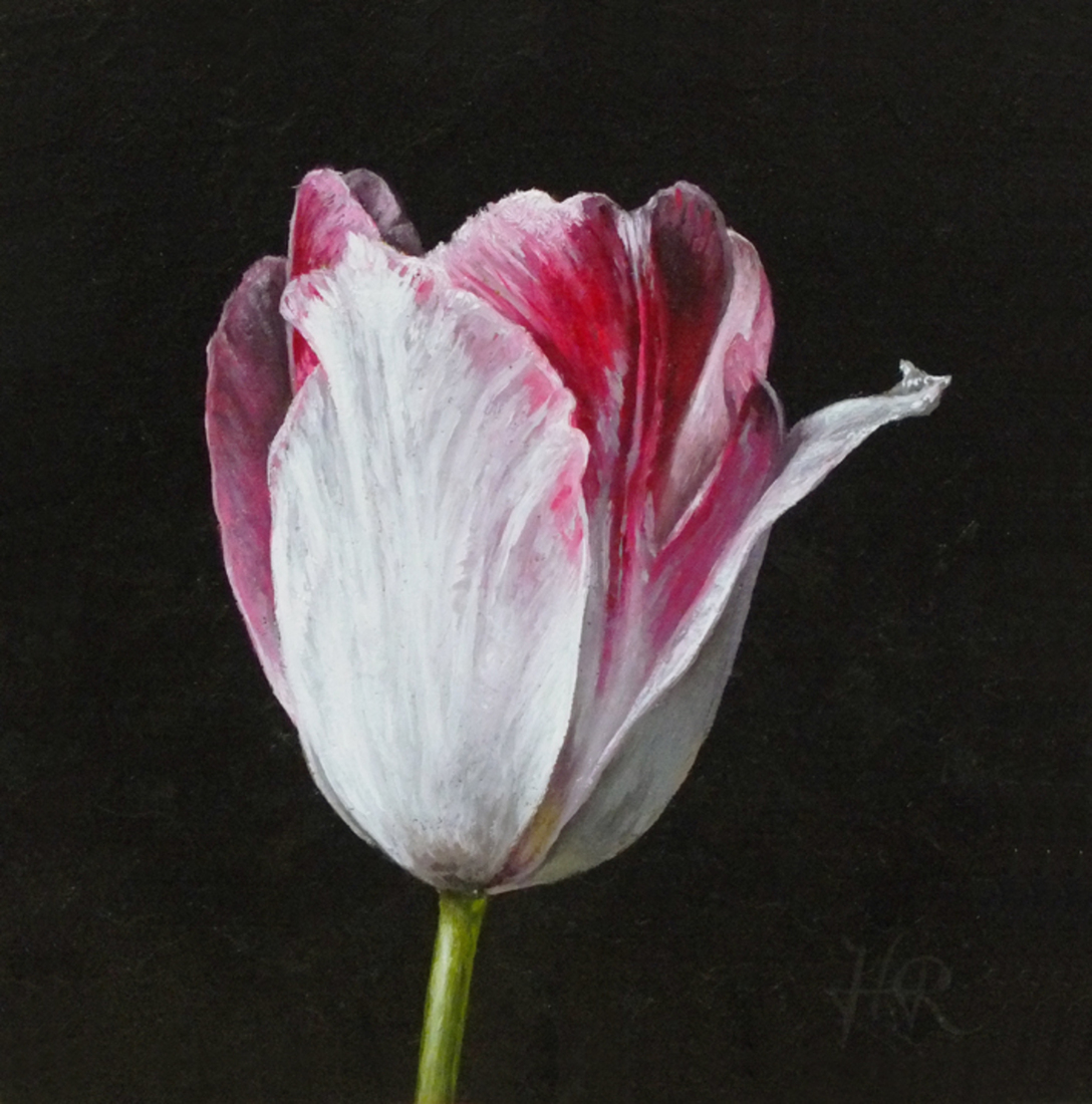 Tulpenportret 8