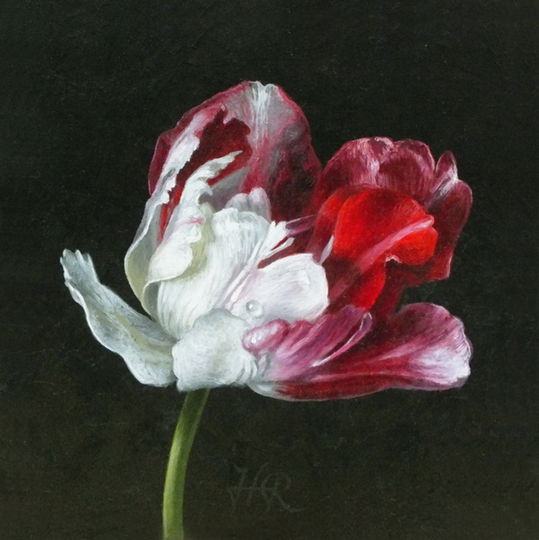 Tulpenportret 14