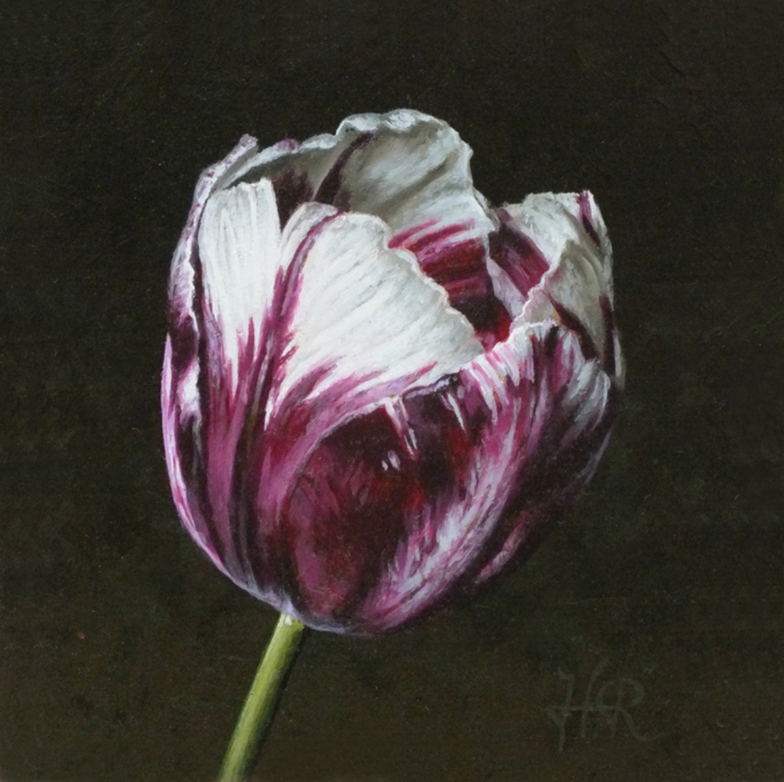 Tulpenportret 17