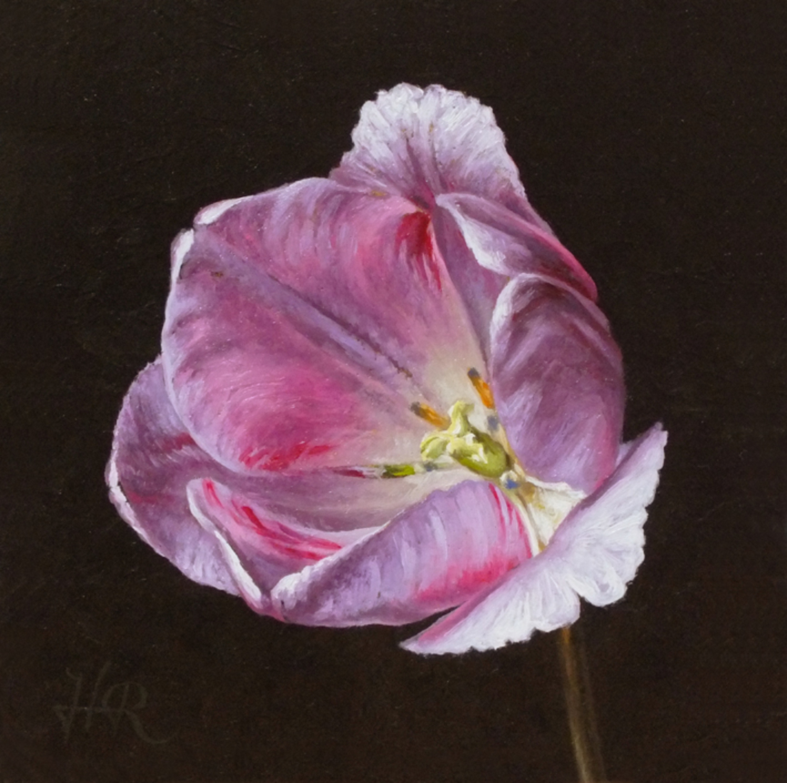 Tulpenportret 18