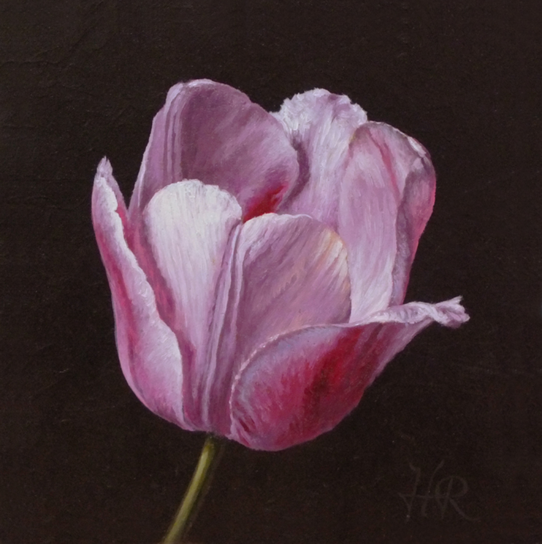 Tulpenportret 19