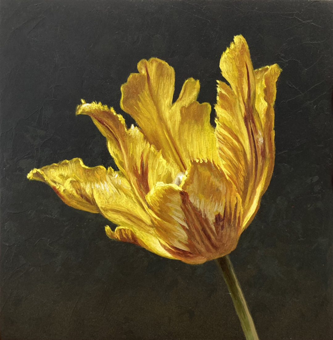 Tulpenportret 23