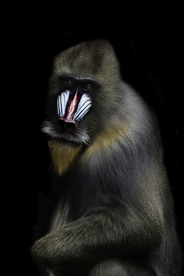 baviaan