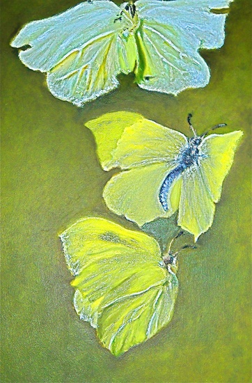 Paringsdans van Citroenvlinders