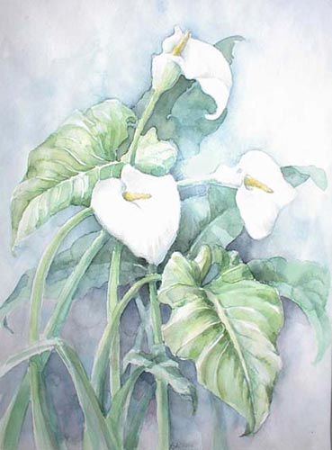 zantedeschia