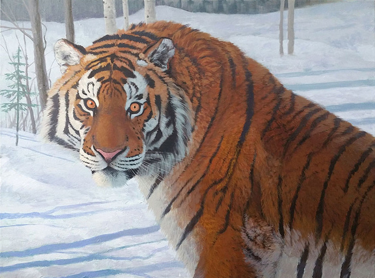Tijger in de sneeuw