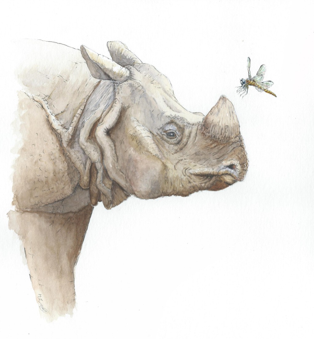 Neushoorn ontmoet libelle