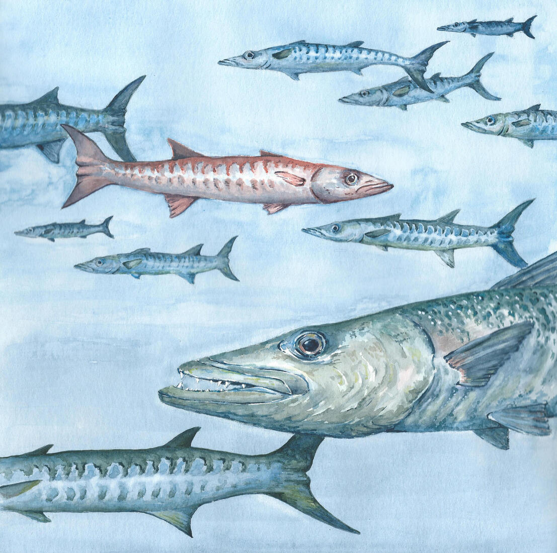 barracudas