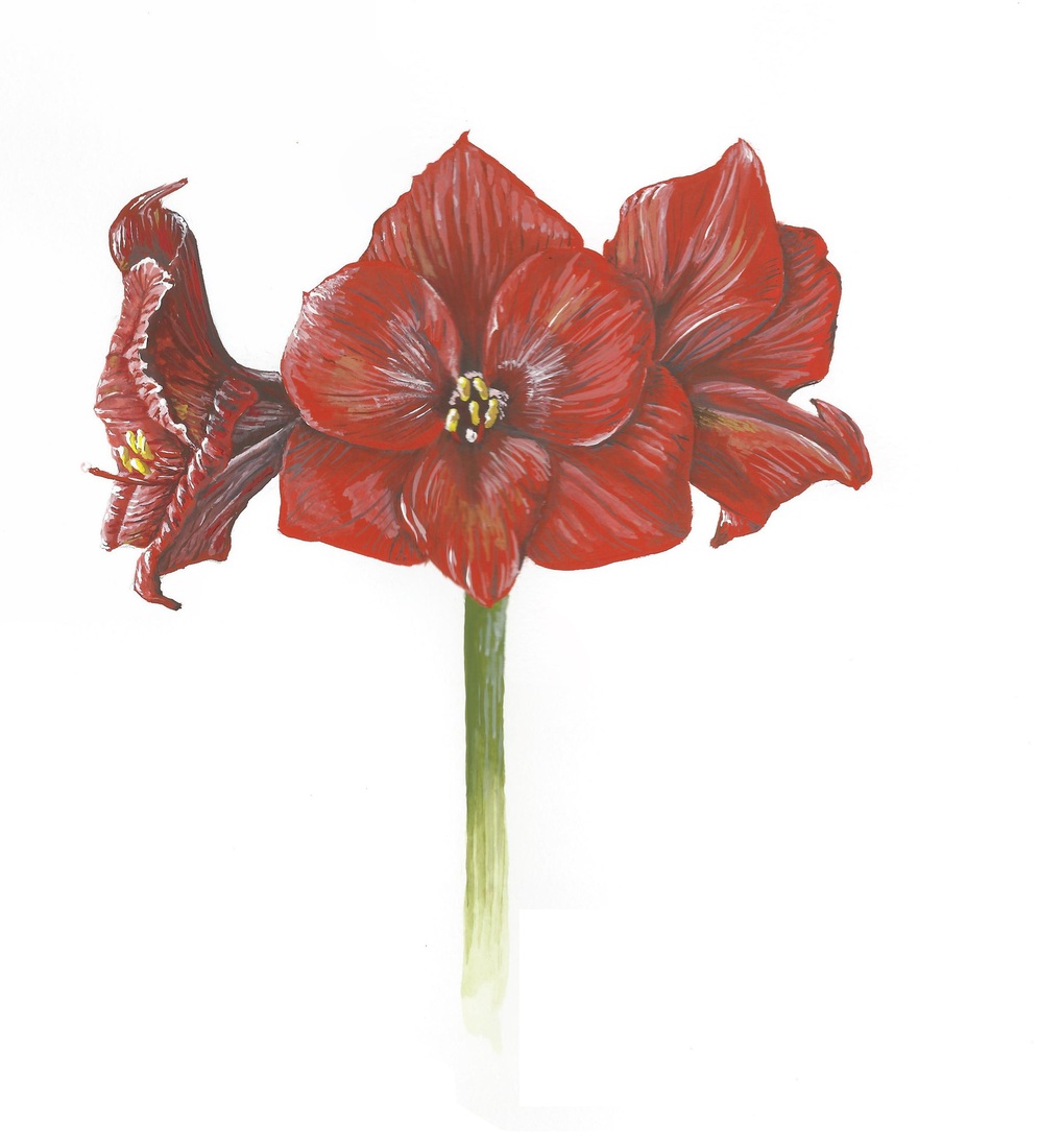 Amaryllis