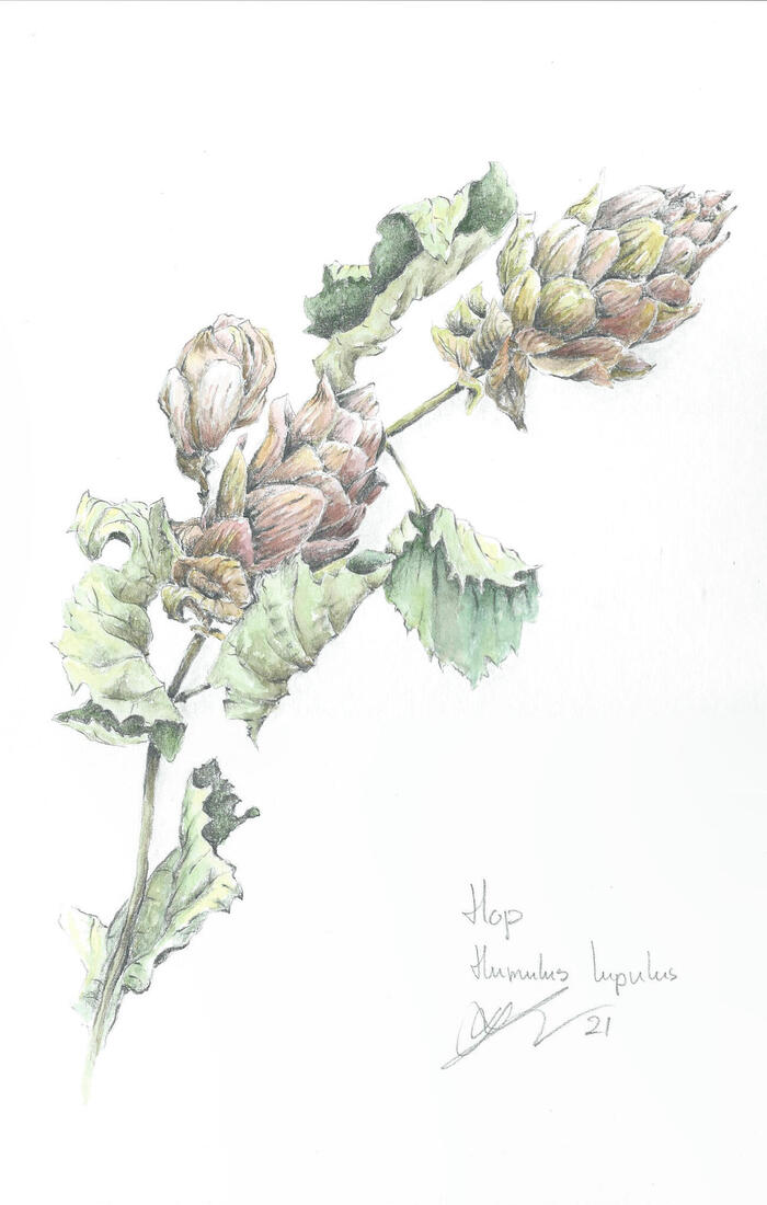 Hop