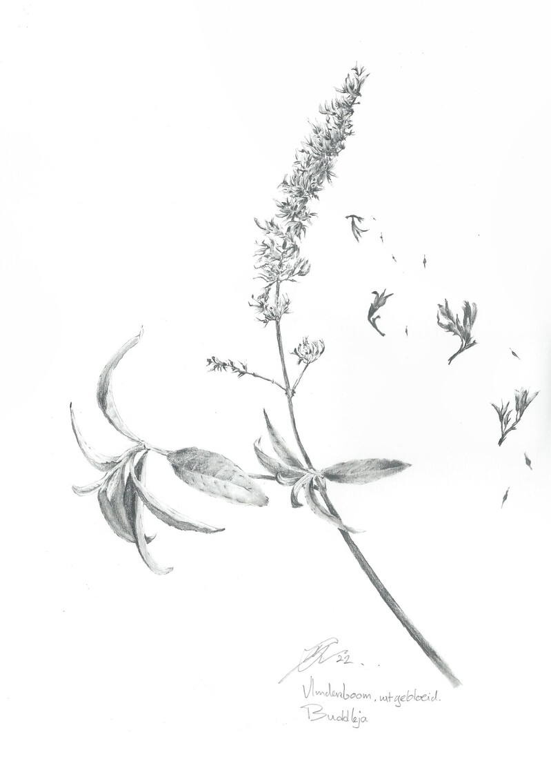 vlinderboom, uitgebloeid