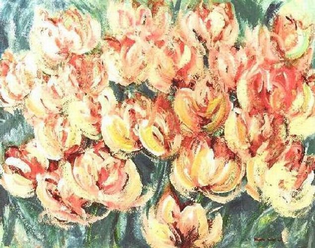 maxima tulpen