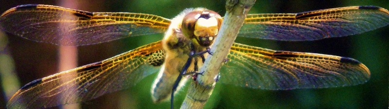 Bruine libelle