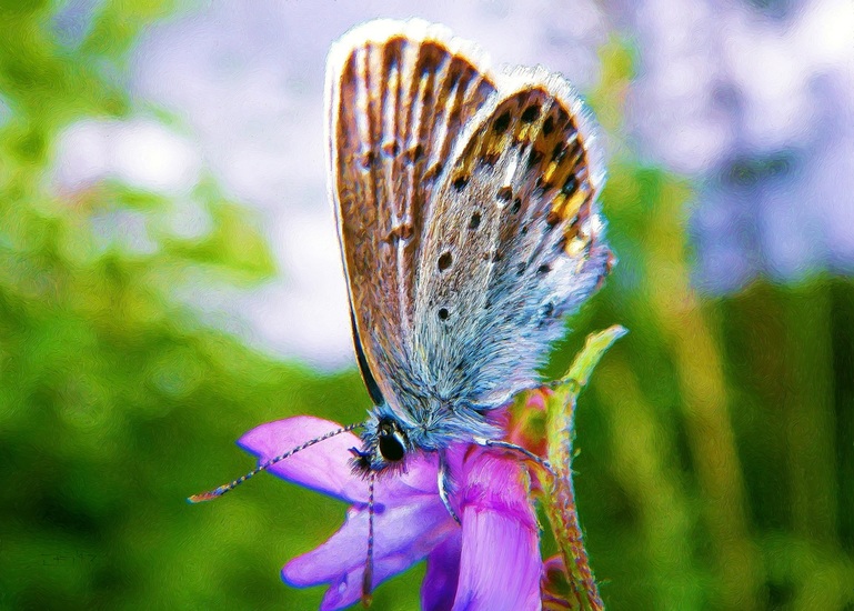 Harige vlinder