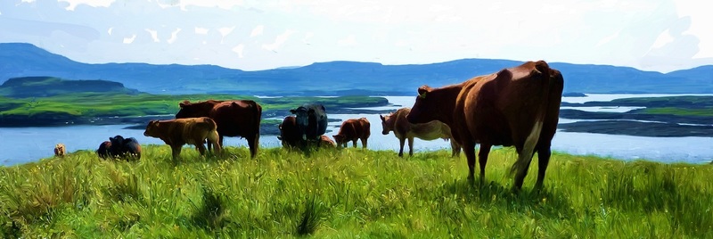 Koeien Schotland