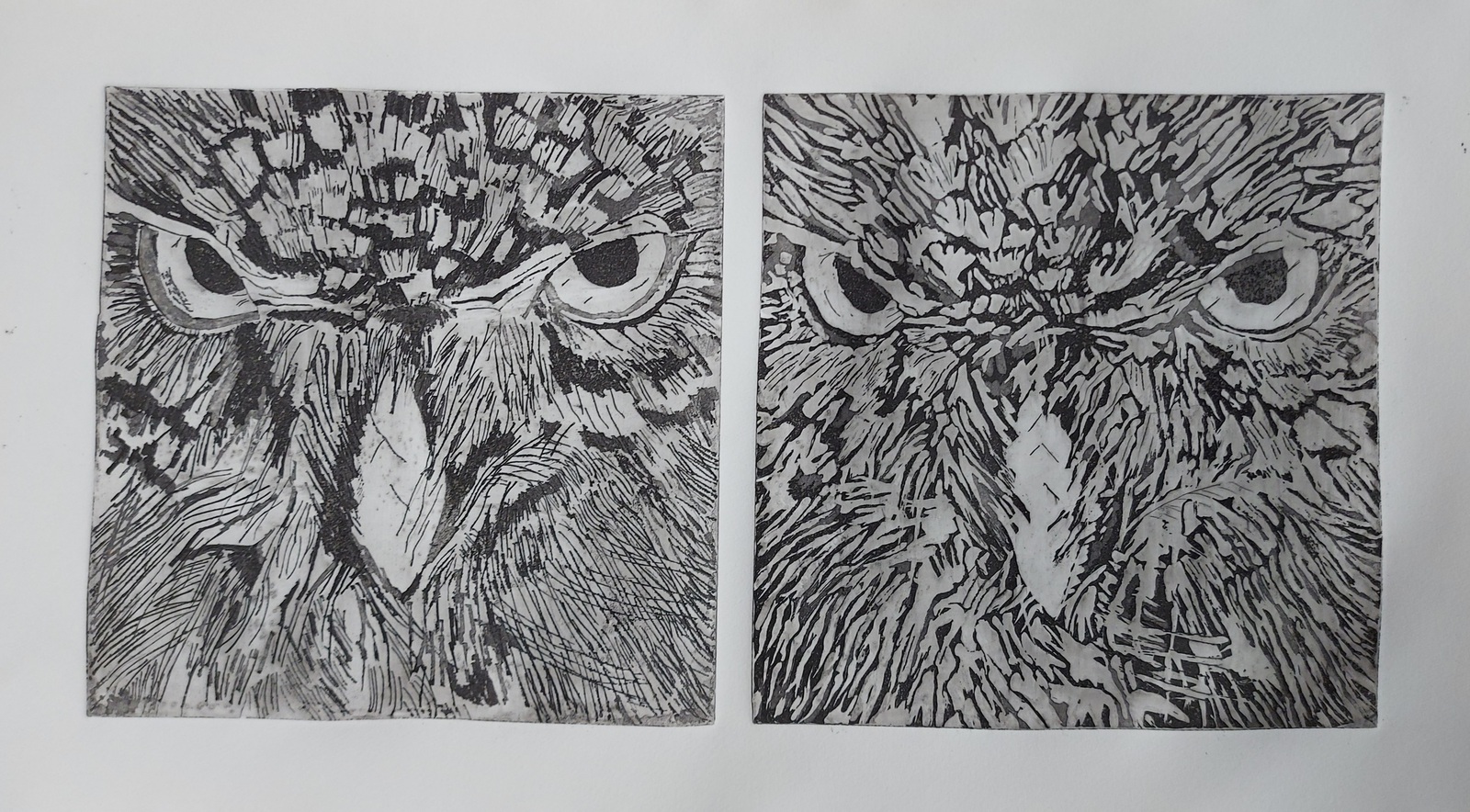 Uilen in zwart wit
