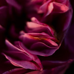 Close-ups en macro's van rozen in al hun facetten