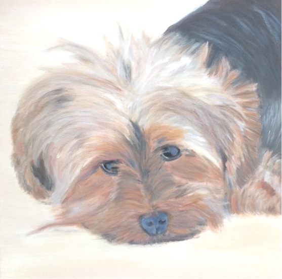 Yorkshire terrier