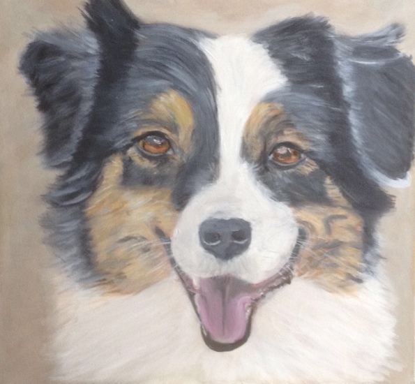 Australian Shepherd